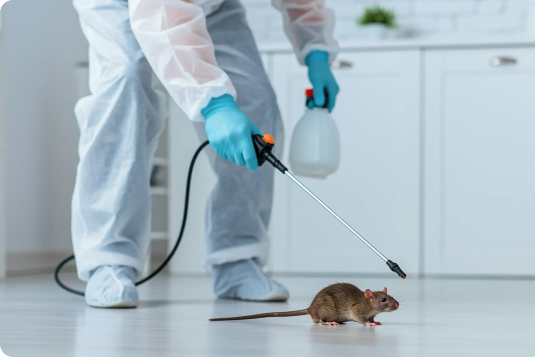 Rodent Control